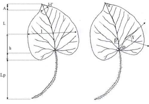 Fig. 1.Diagramshowing the linear (a) and angular (b) measurements on   Ipomoea purpurea leaf