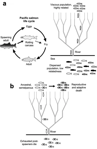 Figure 2. Hypothesis: Evolution of adaptive death in Pacific salmon. 