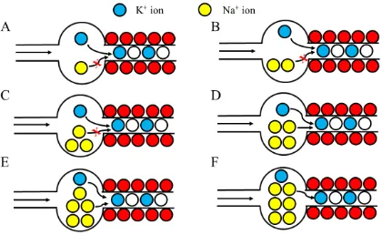 Fig. 3.  The hypothetical cases that Na+ ions pass through the selectivity filter.  Figure B or C 