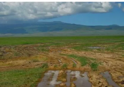 Figure 3 - The appearance of a compact soil in wet periods 