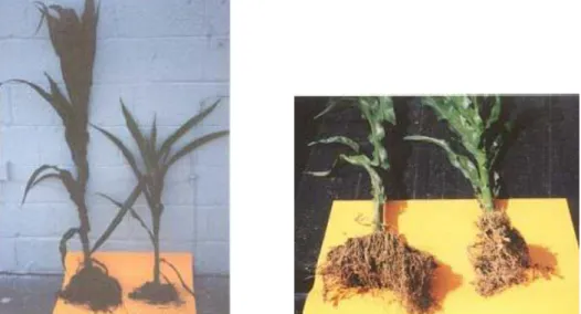 Figure 5 - The development of the root system of the plants on the ground with deep soil loosening     (left) and without deep soil loosening (right) 