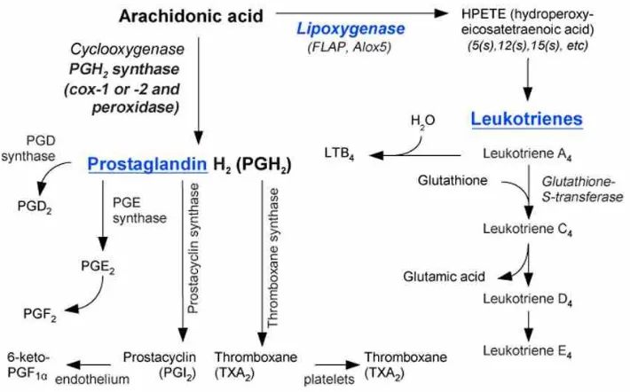 Table 3.1. MAPEG subgroup with corresponding isoenzymes and their biological roles 