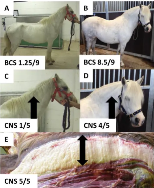 Figure 1.1: Images depicting the range in body condition score (BCS; cresty neck score (CNS;in two Welsh Mountain pony mares