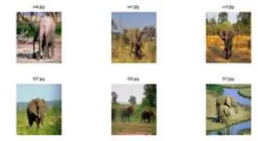 Fig 5. Output image after relevance feedback using color-based image retrieval 