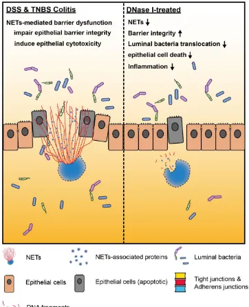 Figure 7. Neutrophil extracellular traps (NETs) exacerbate mouse experimental colitis by impairing intestinal barrier function