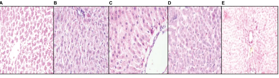 Figure 6 Histopathological section of myocardium.Notes: (A) Photomicrograph of heart of NC group rat heart revealed the noninfracted architecture of myocardium