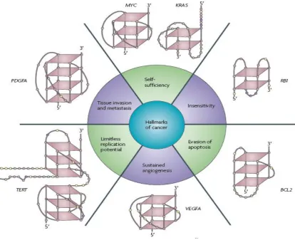 Figure 3.1 G-Quadruplex present in genes implicated in cancer 