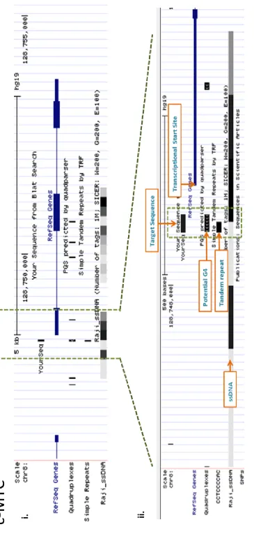 Figure 3.2a c-MYC UCSC in-silico analysis 