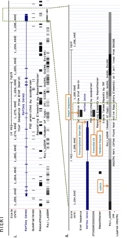 Figure 3.2b hTERT UCSC in-silico analysis 