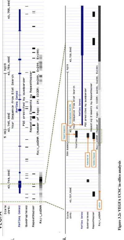 Figure 3.2c VEGFA UCSC in-silico analysis 