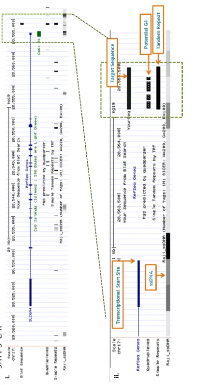 Figure 3.2d 5-HTT 5’LPR UCSC in-silico analysis 