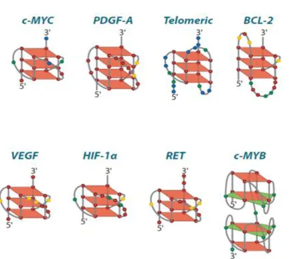 Figure 1.6 Possible of G-quadruplex formations  Models of the conformations of potential G-quadruplexes, determined by varying 
