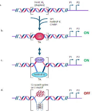 Figure 1.9 A model describing the dynamic transition trough alternative DNA 