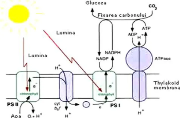 Figure 1. The process of photosynthesis /2/ 