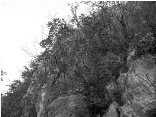 Fig. 1.Cotinuscoggigria in TesnaValey(orig.) 
