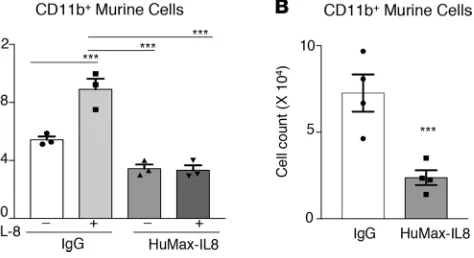 Figure 4. Neutralization of IL-8 reduces chemotaxis of murine CD11b+cells.  (A) Cell counts of murine CD11b+ chemotaxis induced via media containing IgG (25 μg/ml) or HuMax-IL8 (25 μg/ml), with or without addition of recombinant human IL-8 (100 ng/ml)