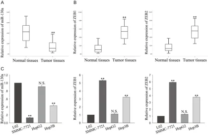 Figure 1. Expression of miRNA-130a, ZEB1, and ZEB2 in HCC tissues and HCC cell lines. A, B