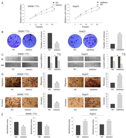 Figure 3. The effects of miRNA-130a on cell proliferation, metastasis of HCC cells. A, B
