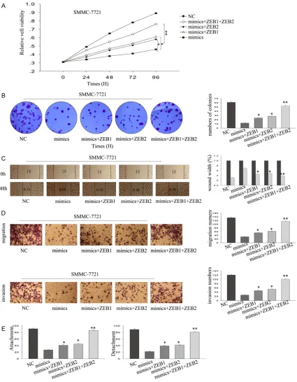 Figure 4. The effect of miRNA-130a is dependent on ZEB1/2. A, B. MTT and colony formation rescue assays