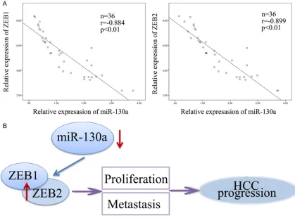 Figure 5. ZEB1/2 was negatively correlated with miR-130a. A. The level of ZEB1/2 was negative correlation with the level of miR-130a expression level (Spearman’s correlation analysis, r=-0.884 and r=-899, P<0.01)
