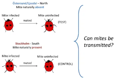 Figure 3.4: Onward transmission of infection – testing if northern infectious ladybird from the previous experiment can transmit mite to its partner
