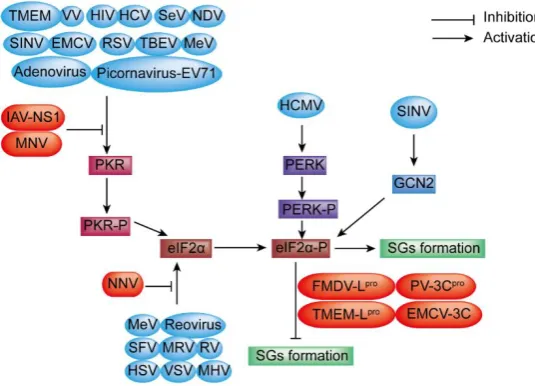 Figure 3. Diagram of the ISR signaling pathway and SGs formation under viral infection