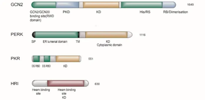 Figure 1. Schematic diagram of protein structure of eIF2α kinase family. Four kinases contain different regulation structure domains and binds to various ligands to deliver signals