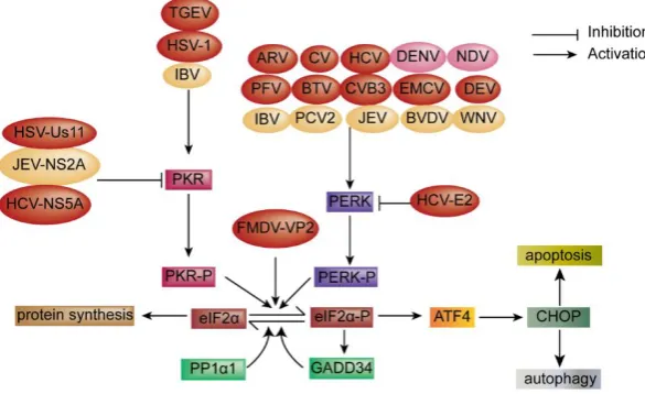 Figure 2. Diagram of the ISR signaling pathway, autophagy and apoptosis during viral infection