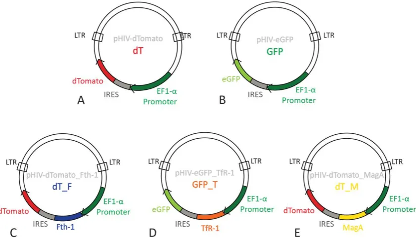Figure 5 – Plasmid maps of parental vectors dT (A) and GFP (B) and lentiviral constructs dT_F (C), GFP_T (D) and dT_M (E)