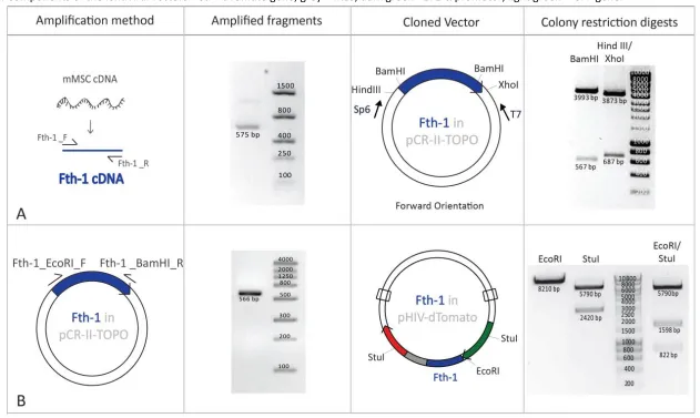 Table 8 – Cloning strategies, including the amplification method, electrophoresis of amplified fragments and colony restriction digests performed to create and evaluate individual constructs containing Fth-1 (A and B), TfR-1 (C and D) and MagA (E and F) cD