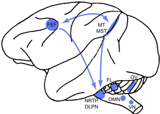 Figure 1.3: The two cortical pathways of the tracking eye movement system. The ﬁrstpathway is shared by both SPEM and OKR