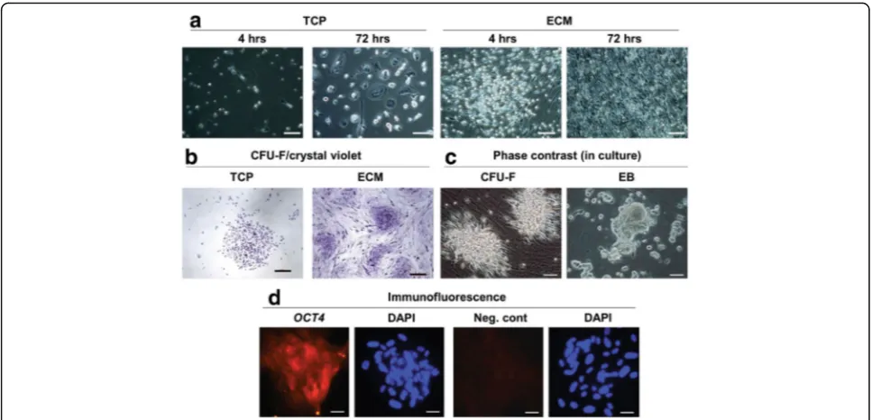 Fig. 3 Large numbers of colony-forming cells can be recovered from cultures of TCP-non-adherent UCB-NHSCs by growth on ECM