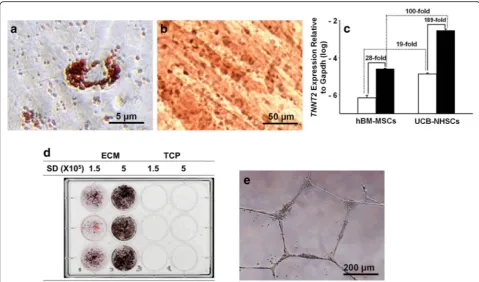 Fig. 6 Extracellular matrix (ECM)-adherent umbilical cord blood-derived non hematopoietic stem cells (UCB-NHSCs) display the capacity for