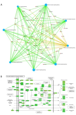 Figure 7. Immune system pathways appeared in the Disease-Target-Pathway network. A target-