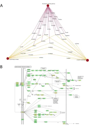 Figure 6. Nervous system pathways appeared in the Disease-Target-Pathway network. A target-