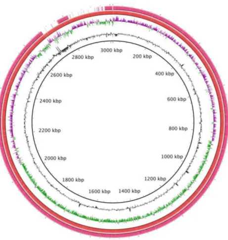 Figure 3.11: Genome map of the complete E. faecium strain E172. The 