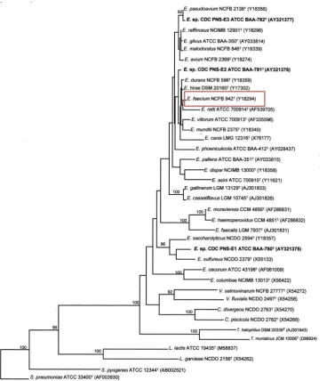 Figure 3.12: Phylogenetic tree of enterococci constructed by (Carvalho 