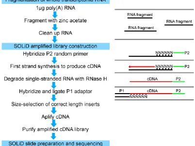 Figure 3.6. SOLiD library preparation protocol with zinc acetate fragmentation. 
