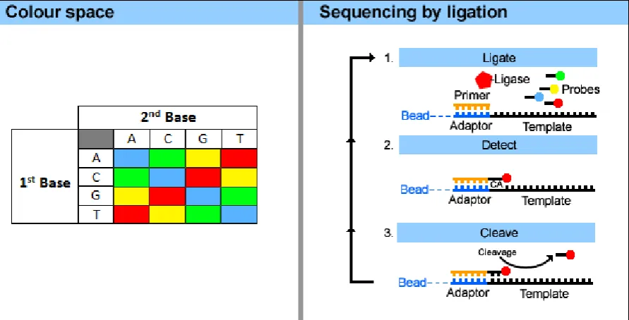 Figure 1.1.  The colour space format and SOLiD sequencing by ligation. The SOLiD 