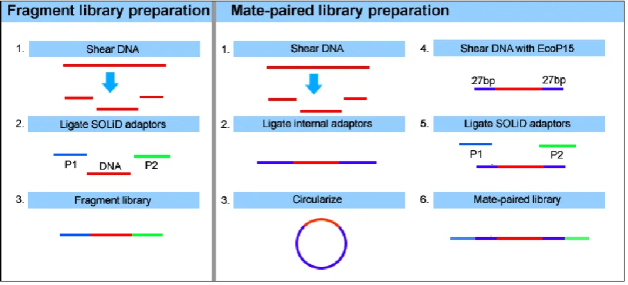Figure 1.2. Creation of SOLiD fragment libraries. The SOLiD system can use two types 