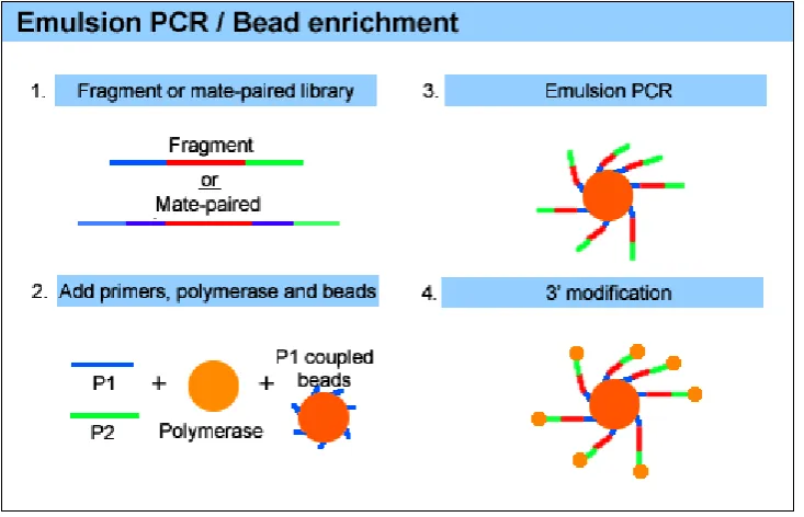 Figure 1.3. Emulsion PCR and bead enrichment for SOLiD sequencing. Emulsion PCR 