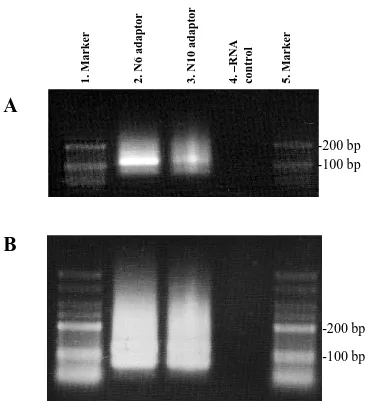 Figure 3.5. Trial libraries made with chemical fragmentation before (A) and after (B) 