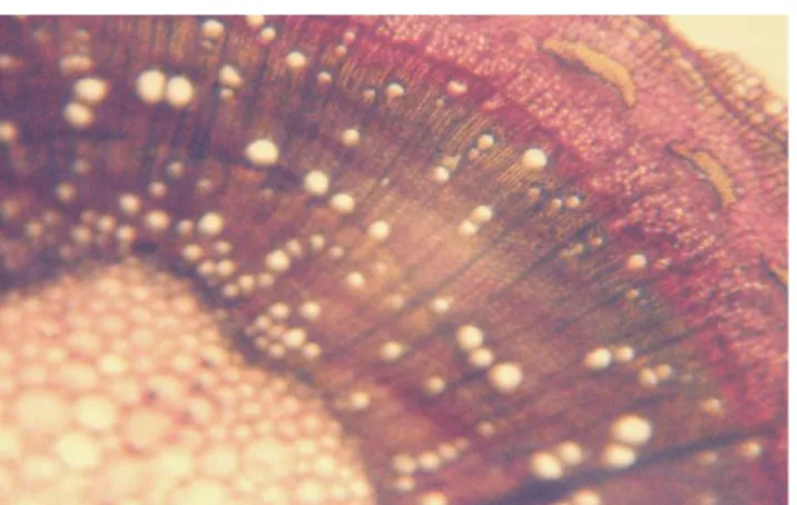 Figure 1. Cross-section through V. negundo annual offspring. Congo red–chrysoidine staining, ×100
