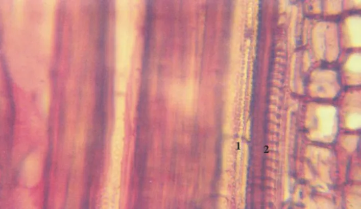 Figure 5. Longitudinal radial section through V. negundo annual offspring. Congo red–chrysoidine staining, 