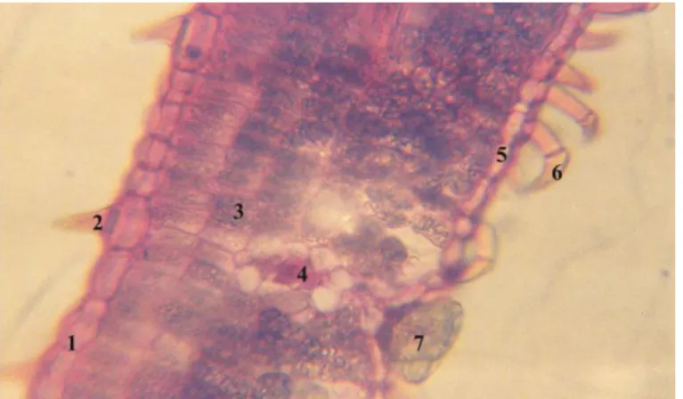 Figure 6. Cross-section through V. negundo leaf’s limb. Congo red–chrysoidine staining, ×400