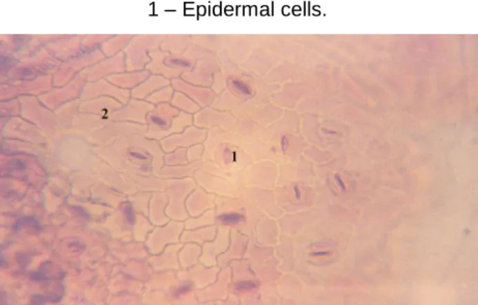 Figure 10. V. negundo lower epidermis. Congo red–chrysoidine staining, ×400.   1 – Anisocytic stomata, 2 – Epidermal cells