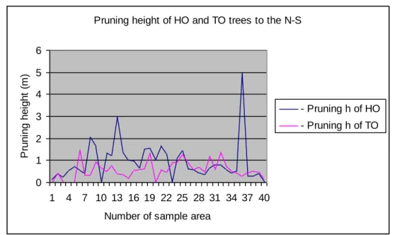 Fig. 8 Pruning height of Hungarian and Turkey oak trees to the north-south  