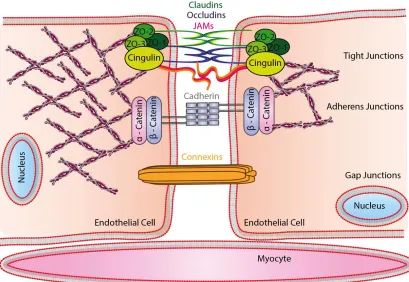 Figure 1.7.  Endothelial cell paracellular barrier.  Endothelial cells express tight, adherens and gap junctions that function to regulate paracellular permeability