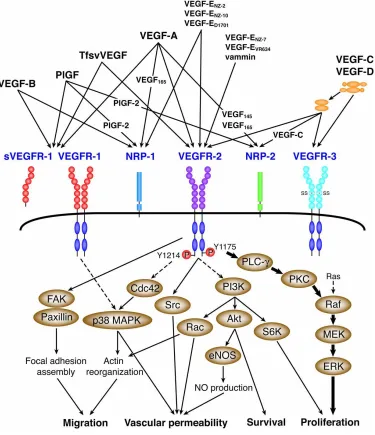 Figure 1.9.  Receptor signalling cascade following receptor dimerisation.  VEGFR-2 dimerises upon the ligand binding to the 