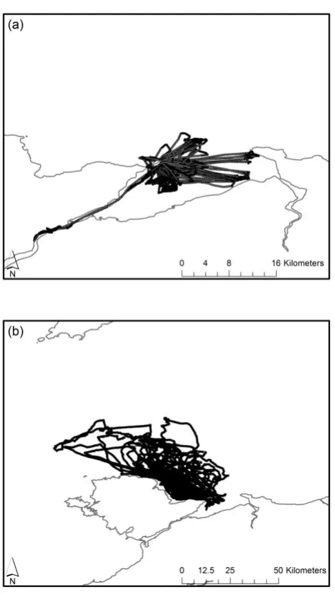 Figure S2.  Actual foraging trips plotted for (a) European shag and (b) Black-legged 